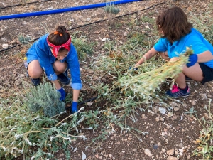 GARAOVA GENÇLİK TARIM KAMPI SONA ERDİ