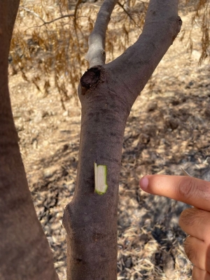 BELEDİYE YANGINDA ZARAR GÖRMÜŞ ZEYTİN AĞAÇLARININ SAĞLIKLI GELİŞMESİ İÇİN ÇALIŞIYOR