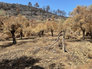 BELEDİYE YANGINDA ZARAR GÖRMÜŞ ZEYTİN AĞAÇLARININ SAĞLIKLI GELİŞMESİ İÇİN ÇALIŞIYOR