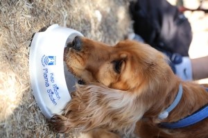 BODRUM BELEDİYESİ CAN DOSTLARI İÇİN ŞENLİK DÜZENLEDİ