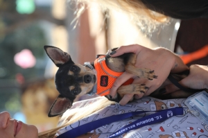 BODRUM BELEDİYESİ CAN DOSTLARI İÇİN ŞENLİK DÜZENLEDİ