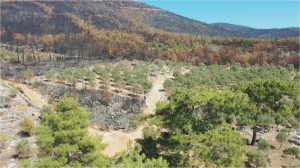 BODRUM’DA YANAN ALANLAR ESKİ KİMLİĞİNE KAVUŞACAK