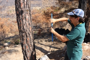 BODRUM’DA YANAN ALANLAR ESKİ KİMLİĞİNE KAVUŞACAK