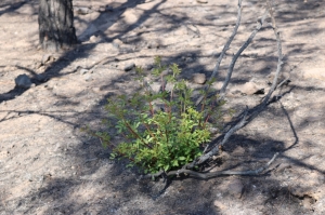BODRUM’DA YANAN ALANLAR ESKİ KİMLİĞİNE KAVUŞACAK