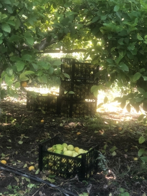 BODRUM BELEDİYESİ ÜRETİCİYE DESTEK OLMAYA DEVAM EDİYOR