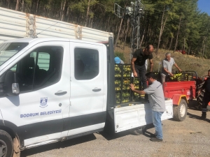 BODRUM BELEDİYESİ ÜRETİCİYE DESTEK OLMAYA DEVAM EDİYOR