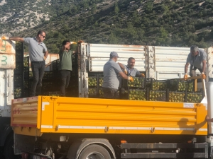 BODRUM BELEDİYESİ ÜRETİCİYE DESTEK OLMAYA DEVAM EDİYOR