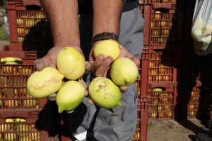 BODRUM BELEDİYESİ ÜRETİCİYE DESTEK OLMAYA DEVAM EDİYOR