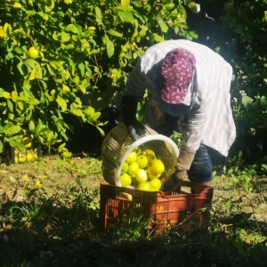 BODRUM BELEDİYESİ ÜRETİCİYE DESTEK OLMAYA DEVAM EDİYOR