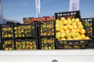 BODRUM BELEDİYESİ ÜRETİCİYE DESTEK OLMAYA DEVAM EDİYOR