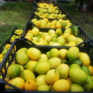 BODRUM BELEDİYESİ ÜRETİCİYE DESTEK OLMAYA DEVAM EDİYOR