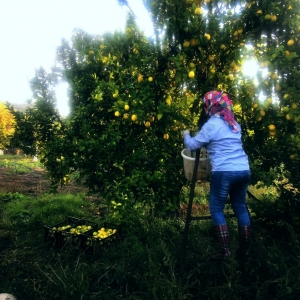BODRUM BELEDİYESİ ÜRETİCİYE DESTEK OLMAYA DEVAM EDİYOR