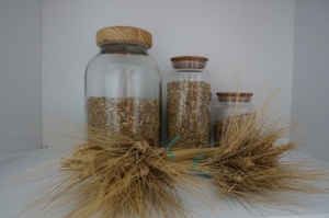 BODRUM TOHUM MERKEZİ ÜRETMEYE VE GÜÇLENMEYE DEVAM EDİYOR