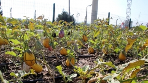 BODRUM TOHUM MERKEZİ ÜRETMEYE VE GÜÇLENMEYE DEVAM EDİYOR