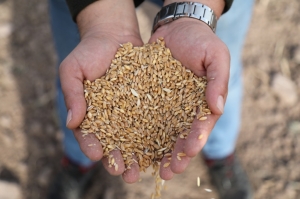 BODRUM TOHUM MERKEZİ ÜRETMEYE VE GÜÇLENMEYE DEVAM EDİYOR