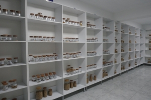 BODRUM TOHUM MERKEZİ ÜRETMEYE VE GÜÇLENMEYE DEVAM EDİYOR