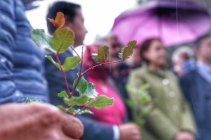 ÜRETİCİLERE 20 BİN ADET KEÇİBOYNUZU FİDANI DAĞITILDI
