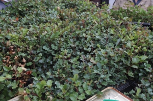 ÜRETİCİLERE 20 BİN ADET KEÇİBOYNUZU FİDANI DAĞITILDI