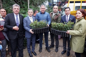 ÜRETİCİLERE 20 BİN ADET KEÇİBOYNUZU FİDANI DAĞITILDI