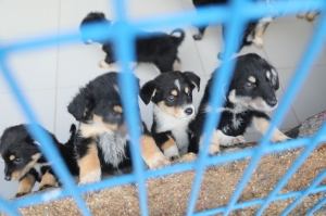 BODRUM BELEDİYESİ BARINAKLARINDA CAN DOSTLAR EMİN ELLERDE