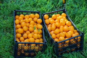 BODRUM MANDALİNASI TÜM TÜRKİYE’DE
