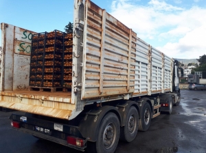 BODRUM MANDALİNASI TÜM TÜRKİYE’DE