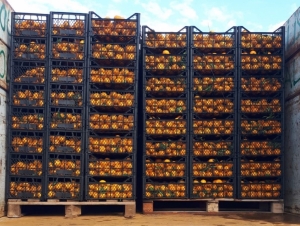 BODRUM MANDALİNASI TÜM TÜRKİYE’DE