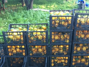 BODRUM MANDALİNASI TÜM TÜRKİYE’DE