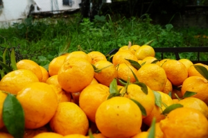 BODRUM MANDALİNASI TÜM TÜRKİYE’DE