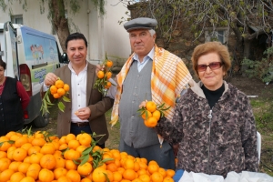 BODRUM MANDALİNASI TÜM TÜRKİYE’DE