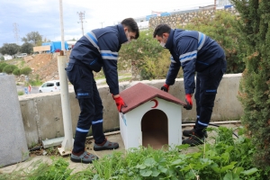 BODRUM BELEDİYESİ VE STK’LERDEN SOKAK HAYVANLARI İÇİN ORTAK PROJE