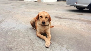 BODRUM BELEDİYESİ VE STK’LERDEN SOKAK HAYVANLARI İÇİN ORTAK PROJE