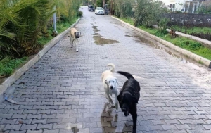 BODRUM'DA EKİPLER, SU TAŞKINLARINA KARŞI TEYAKKUZDA