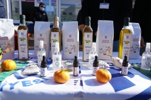 BODRUM’DA MANDALİNA HASAT FESTİVALİ GERÇEKLEŞTİRİLDİ