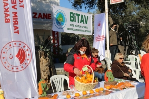 BODRUM’DA MANDALİNA HASAT FESTİVALİ GERÇEKLEŞTİRİLDİ