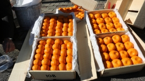 BODRUM’DA MANDALİNA HASAT FESTİVALİ GERÇEKLEŞTİRİLDİ