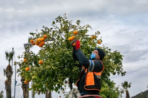 CADDE KENARLARINDAKİ TURUNÇLAR BELEDİYE EKİPLERİNCE TOPLANIYOR