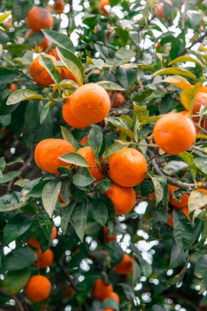 CADDE KENARLARINDAKİ TURUNÇLAR BELEDİYE EKİPLERİNCE TOPLANIYOR