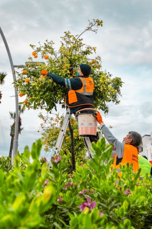 CADDE KENARLARINDAKİ TURUNÇLAR BELEDİYE EKİPLERİNCE TOPLANIYOR