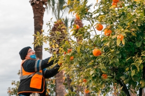 CADDE KENARLARINDAKİ TURUNÇLAR BELEDİYE EKİPLERİNCE TOPLANIYOR