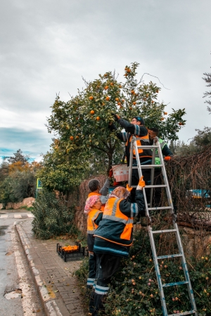 CADDE KENARLARINDAKİ TURUNÇLAR BELEDİYE EKİPLERİNCE TOPLANIYOR