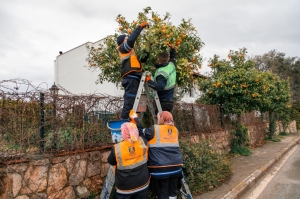 CADDE KENARLARINDAKİ TURUNÇLAR BELEDİYE EKİPLERİNCE TOPLANIYOR
