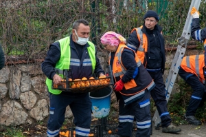 CADDE KENARLARINDAKİ TURUNÇLAR BELEDİYE EKİPLERİNCE TOPLANIYOR