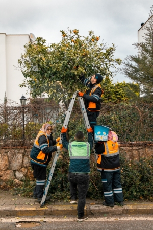 CADDE KENARLARINDAKİ TURUNÇLAR BELEDİYE EKİPLERİNCE TOPLANIYOR