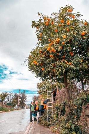 CADDE KENARLARINDAKİ TURUNÇLAR BELEDİYE EKİPLERİNCE TOPLANIYOR