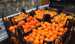 CADDE KENARLARINDAKİ TURUNÇLAR BELEDİYE EKİPLERİNCE TOPLANIYOR