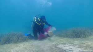 DENİZ DİBİ TEMİZLİĞİ DEVAM EDİYOR