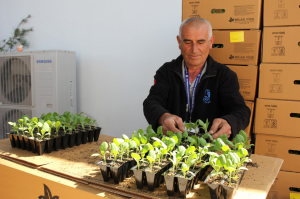 KARAOVA’DA ÜRETİCİYE 142 BİN HİBE FİDE DAĞITILDI