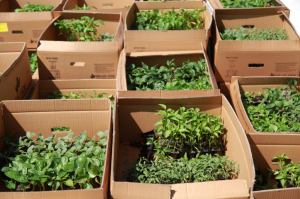 KARAOVA’DA ÜRETİCİYE 142 BİN HİBE FİDE DAĞITILDI