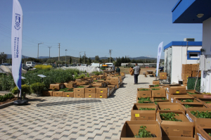 KARAOVA’DA ÜRETİCİYE 142 BİN HİBE FİDE DAĞITILDI